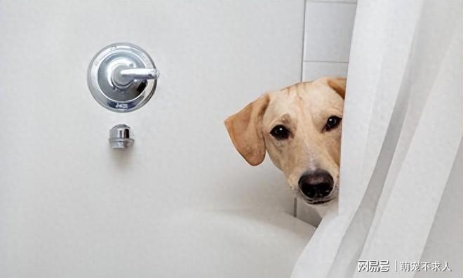 狗狗偷看主人洗澡，是不是让你觉得既惊讶又好笑？（狗狗偷看主人洗澡是什么心理？）
