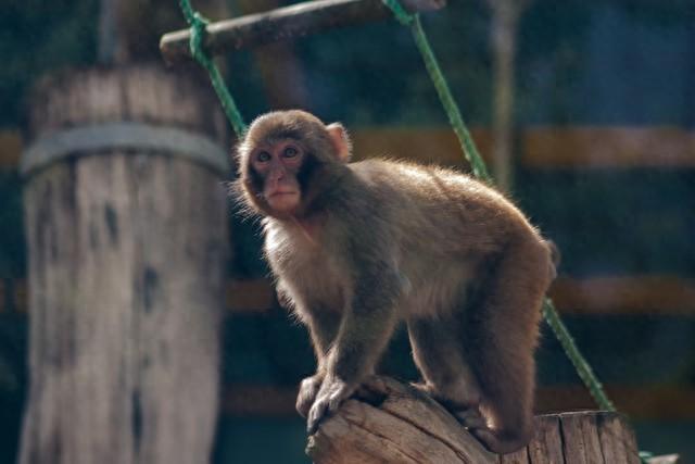 心理测试：你喜欢哪只猴子，测测你的反应力？